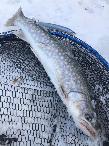 アメマスの釣果