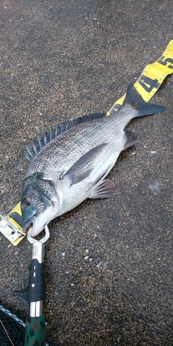 クロダイの釣果