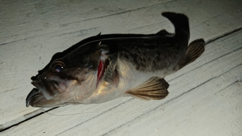 クロソイの釣果