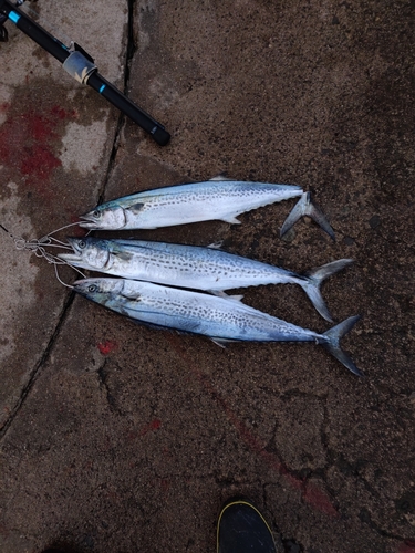 サゴシの釣果