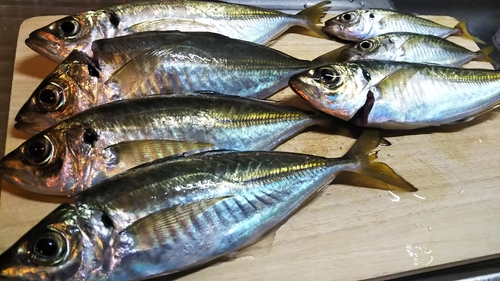 アジの釣果