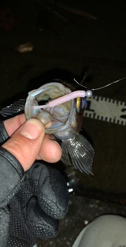 アカメバルの釣果