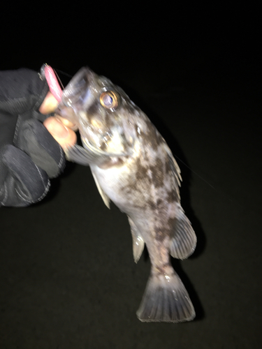 クロソイの釣果