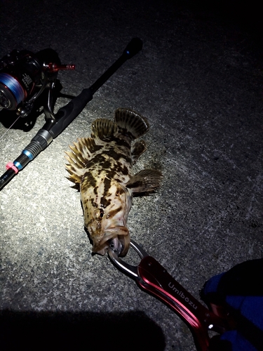 ベッコウゾイの釣果