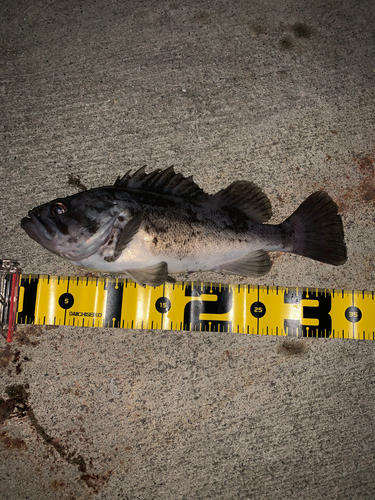 クロソイの釣果