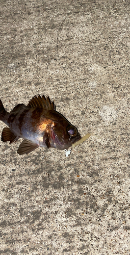 メバルの釣果