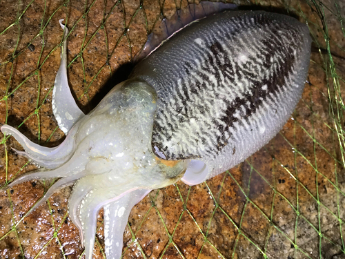 コウイカの釣果