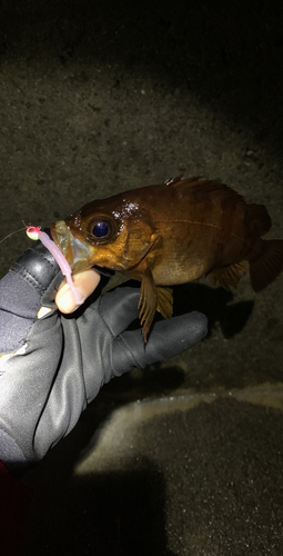 メバルの釣果