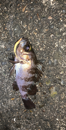 アカメバルの釣果