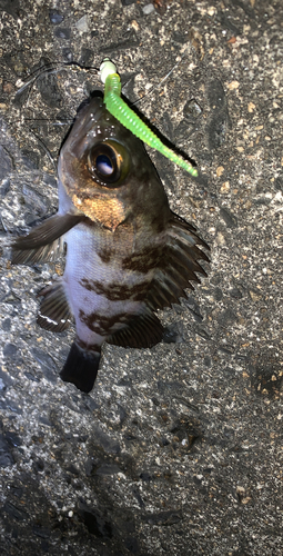 アカメバルの釣果