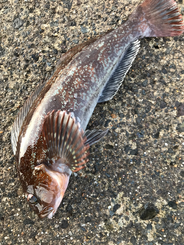 アイナメの釣果