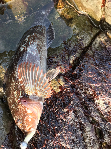 アイナメの釣果