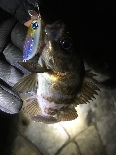 シロメバルの釣果