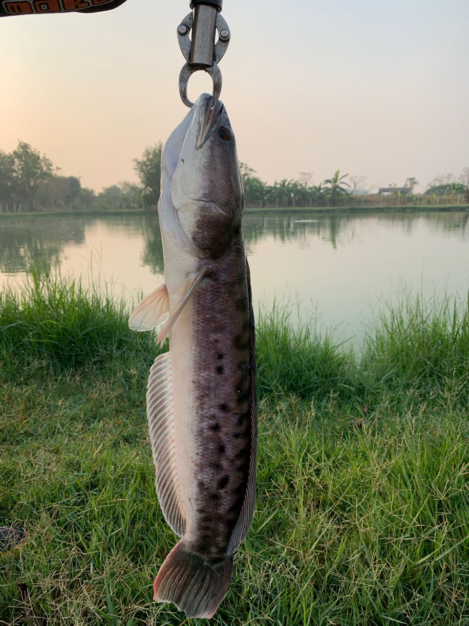 ジャイアントスネークヘッド