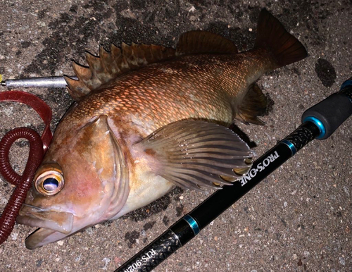 エゾメバルの釣果