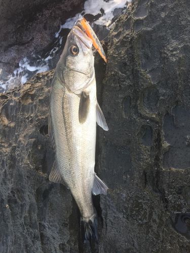 スズキの釣果