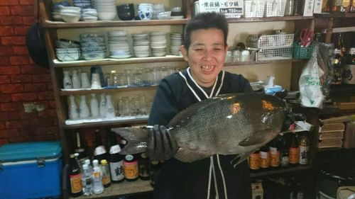 メジナの釣果