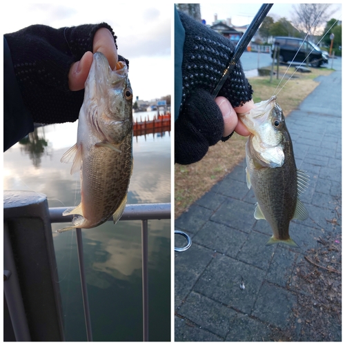 ブラックバスの釣果