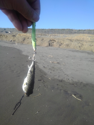 クサフグの釣果