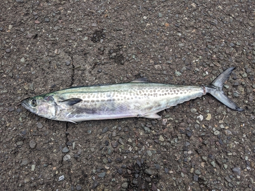 サゴシの釣果