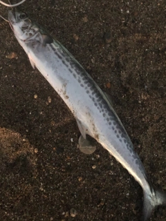 サゴシの釣果