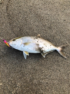 ショゴの釣果