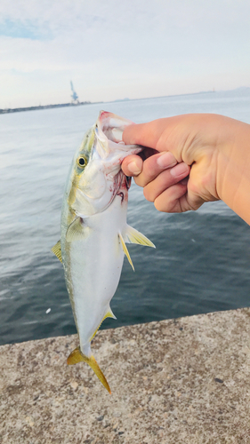 ハマチの釣果