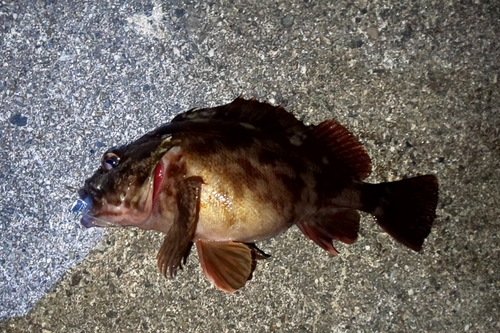 カサゴの釣果