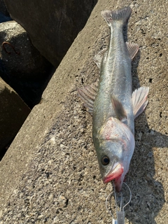 スズキの釣果