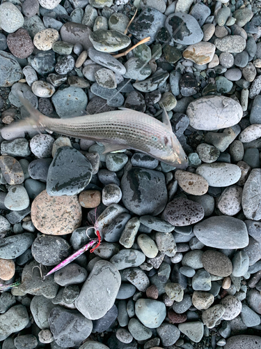 コノシロの釣果