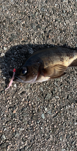 メバルの釣果