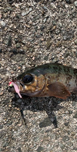 メバルの釣果