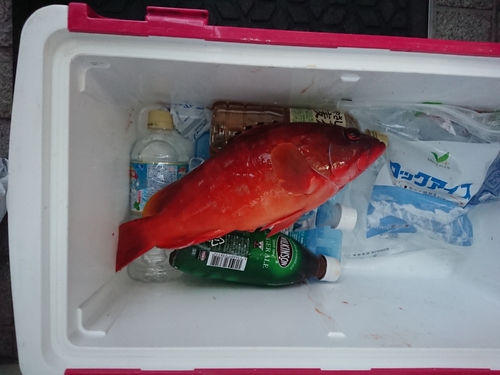 アカハタの釣果