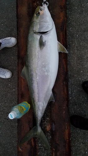 ブリの釣果