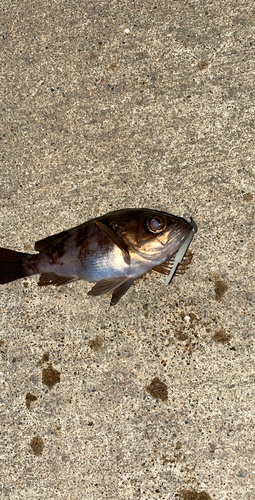 メバルの釣果