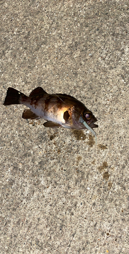 メバルの釣果