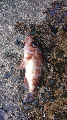 メバルの釣果