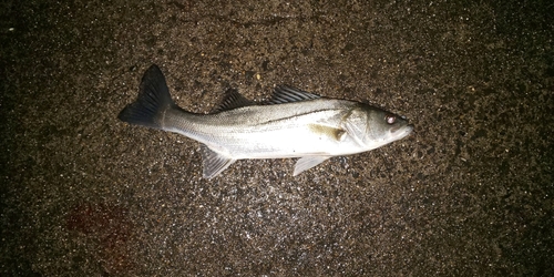 フッコ（マルスズキ）の釣果