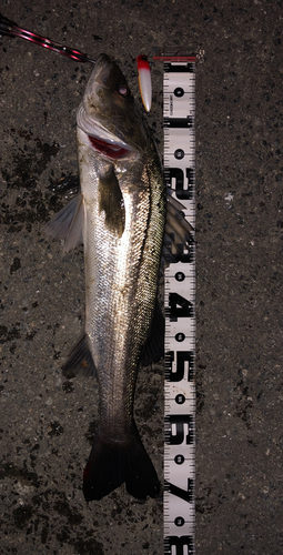 シーバスの釣果