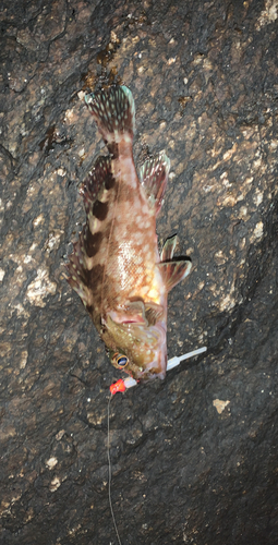 タケノコメバルの釣果