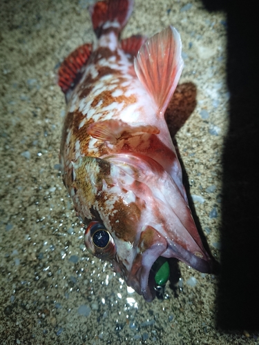 カサゴの釣果