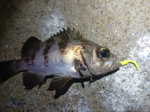 メバルの釣果