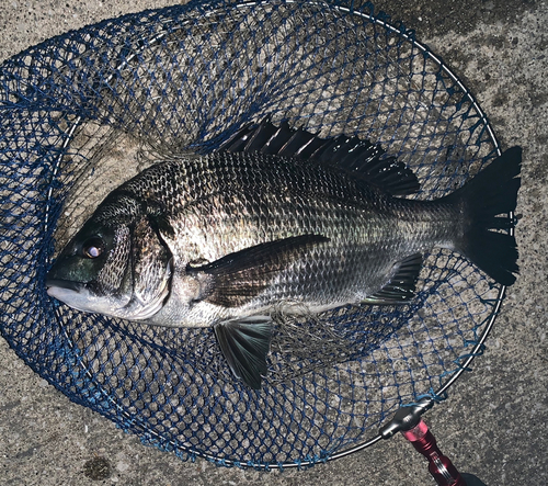 チヌの釣果