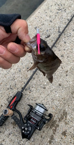メバルの釣果