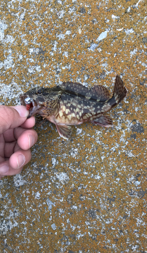 カサゴの釣果