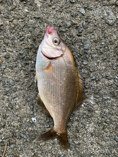 ウミタナゴの釣果