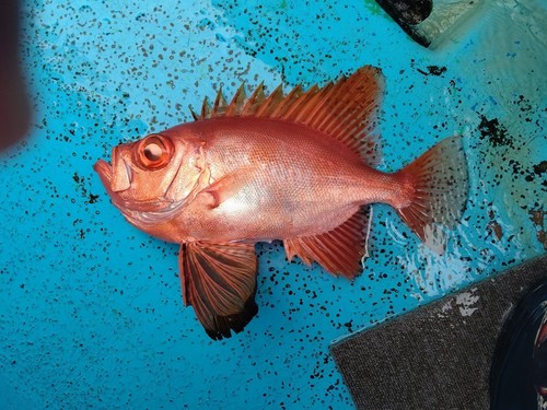 チカメキントキの釣果