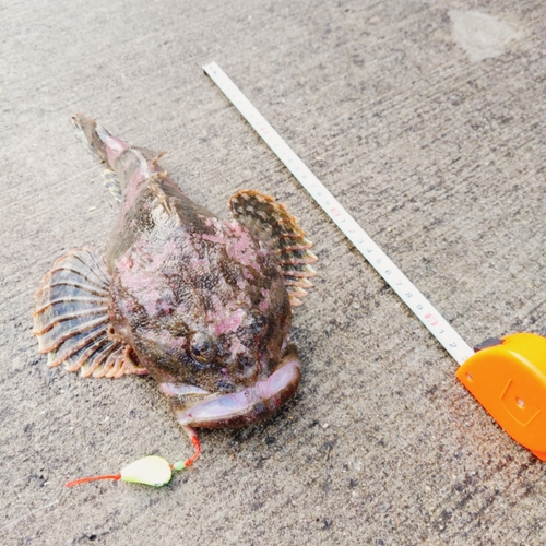 カジカの釣果