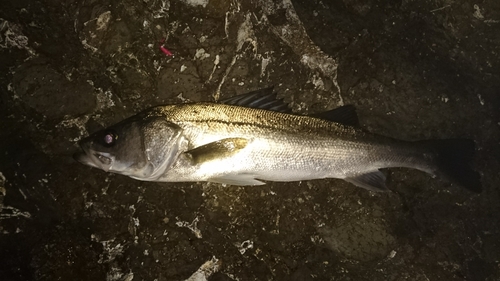 セイゴ（マルスズキ）の釣果