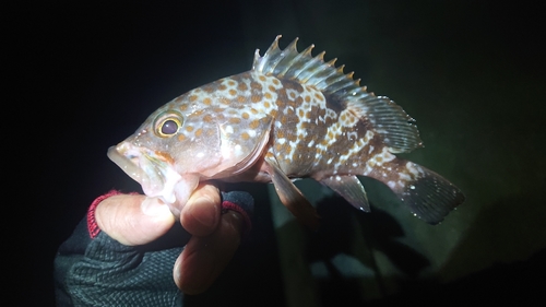 キジハタの釣果